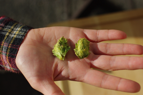 �r�[���z�b�v