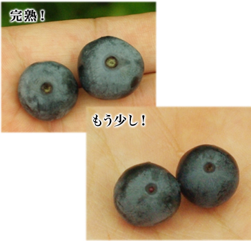 ���n�̌�������