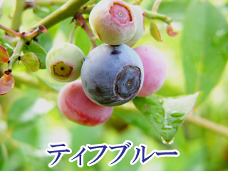 �e�B�t�u���[