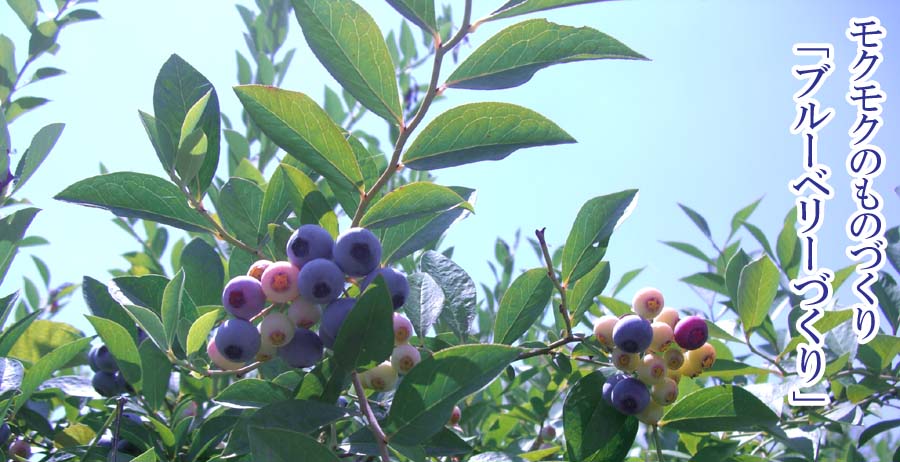 �u���[�x���[