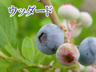 �E�b�_�[�h