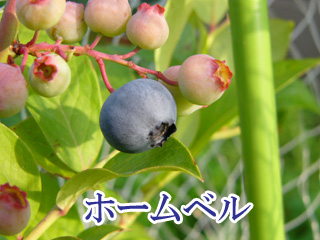 �z�[���x��