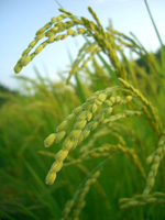 �č��S���E��_