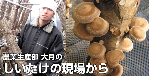 �_�Ɛ��Y���匎�̂��������̌��ꂩ��